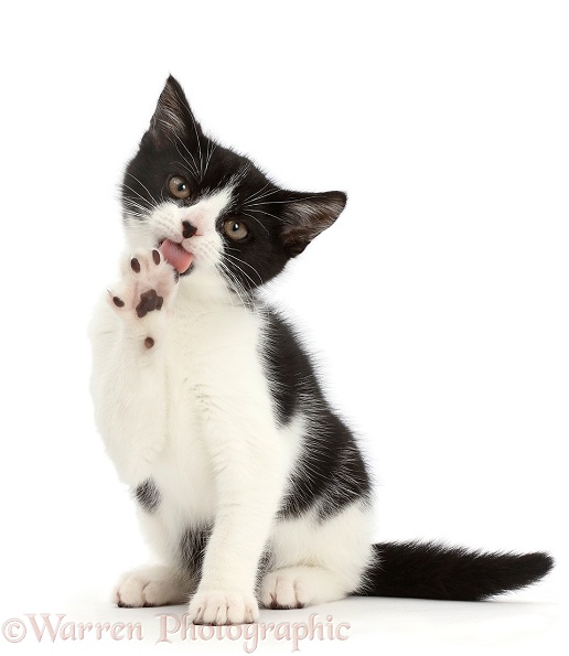 Black-and-white kitten, Loona, 3 months old, licking a paw, white background