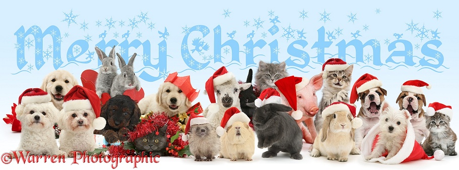 Merry Christmas pets wearing Father Christmas hats, white background