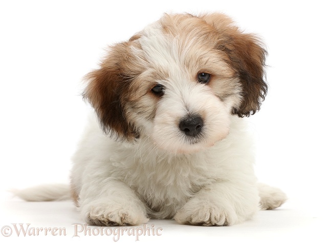 Jack Russell x Bichon puppy, white background