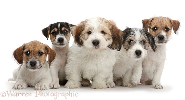 Five Jack Russell x Bichon puppies sitting in a row, white background