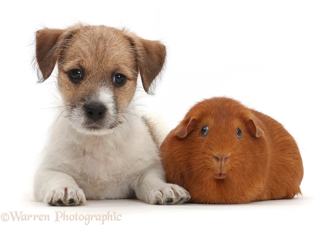 Jack Russell x Bichon puppy and fat red Guinea pig, white background