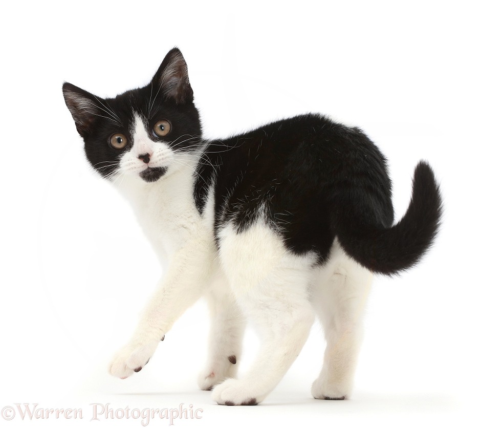 Black-and-white kitten, Loona, 3 months old, turning and looking over her shoulder, white background