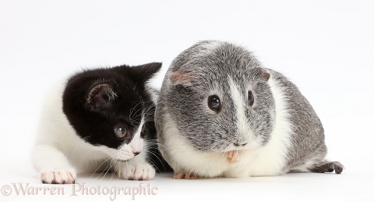 Black-and-white kitten, Loona, 11 weeks old, with silver-and-white Guinea pig, white background