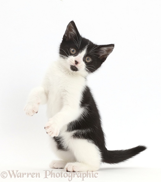 Black-and-white kitten, Loona, 11 weeks old, standing on haunches, white background
