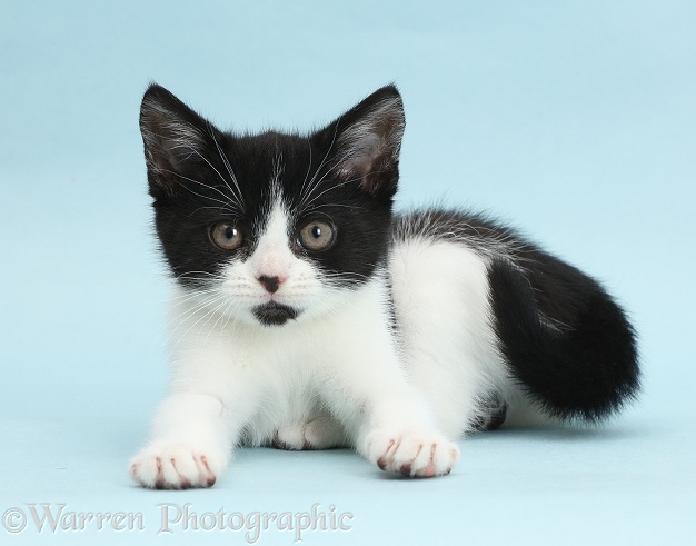Black-and-white kitten, Loona, 11 weeks old