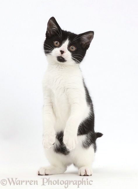 Black-and-white kitten, Loona, 3 months old, standing on haunches, white background