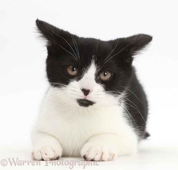 Black-and-white kitten, Loona, 3 months old, looking disgruntled, white background