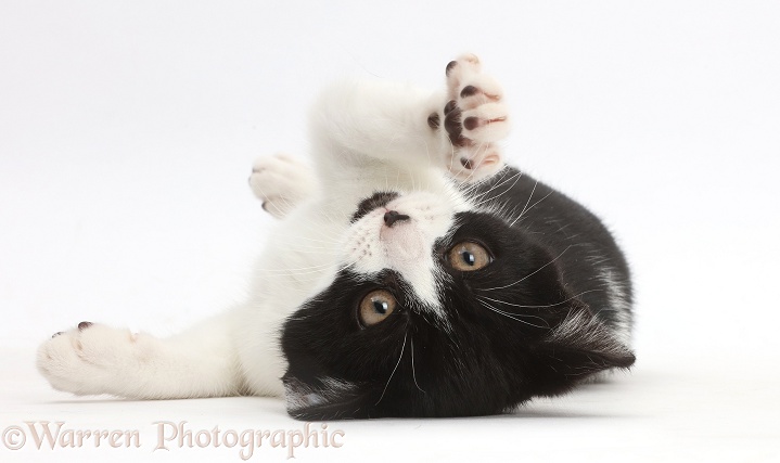 Black-and-white kitten, Loona, 3 months old, lying on her back, white background