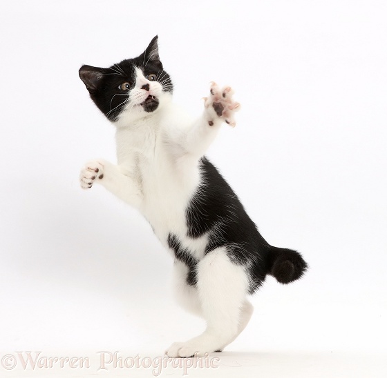 Black-and-white kitten, Loona, 3 months old, turning and grasping, white background