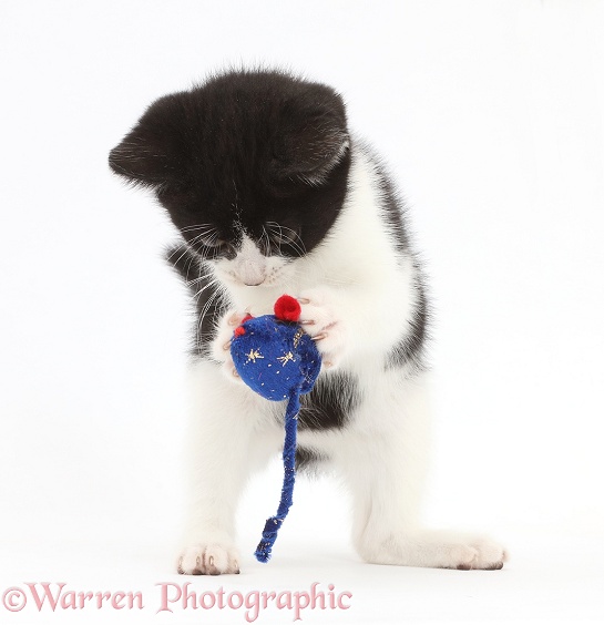 Black-and-white kitten, Loona, 10 weeks old, playing with a toy mouse, white background