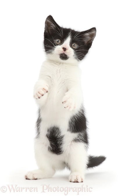 Black-and-white kitten, Loona, 10 weeks old, standing on hind legs, white background