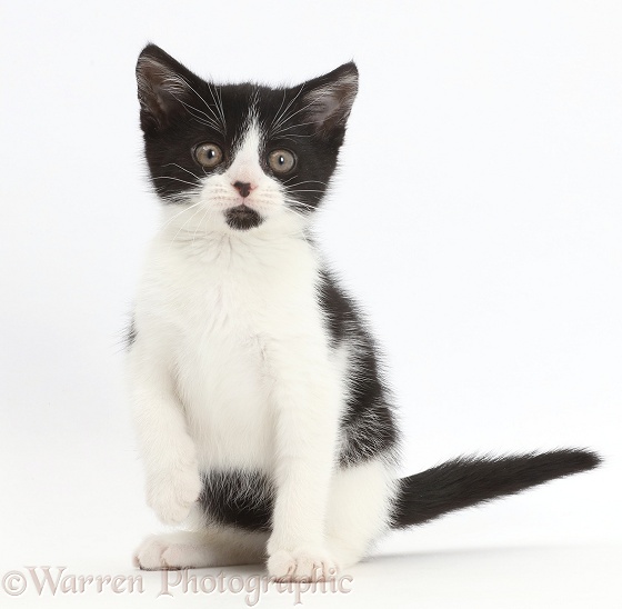 Black-and-white kitten, Loona, 11 weeks old, white background