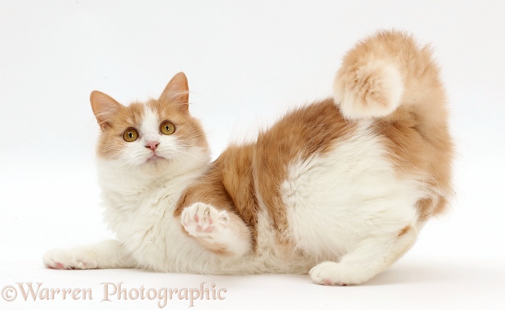 Playful ginger-and-white Siberian cat, white background