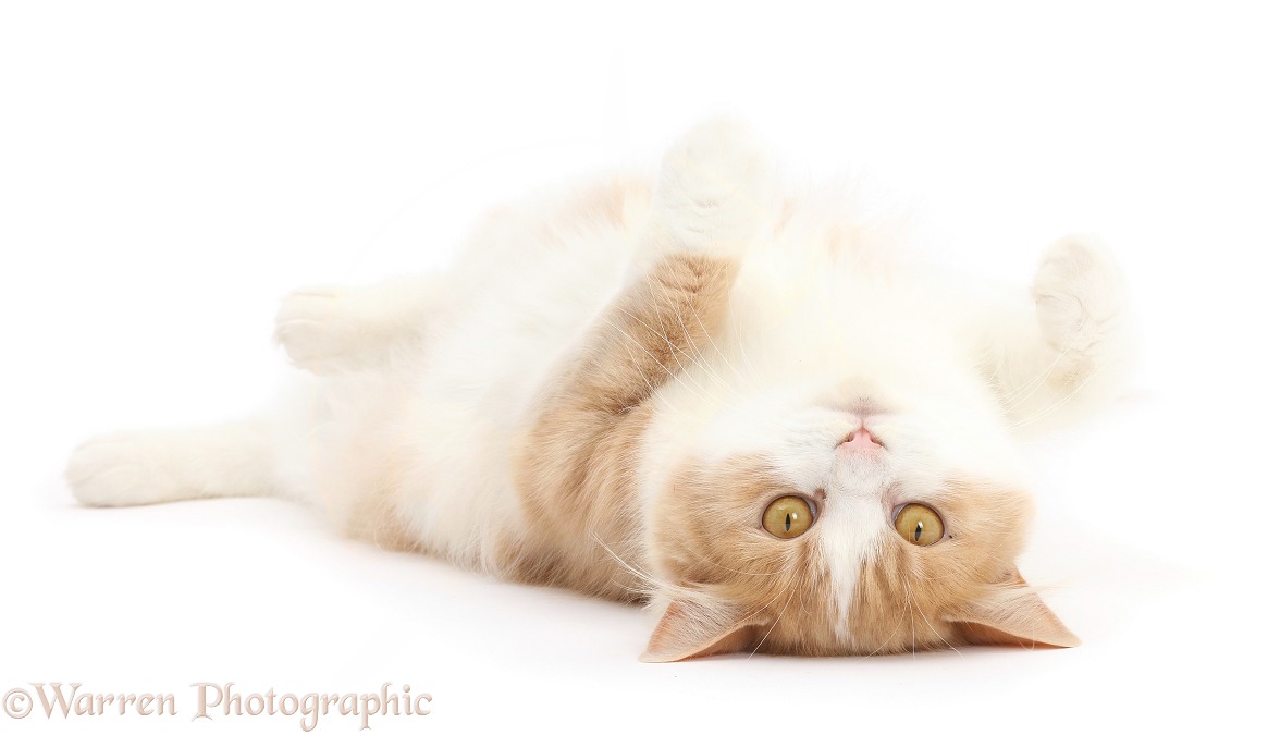 Ginger-and-white Siberian cat, 18 months old, lying on her back, white background