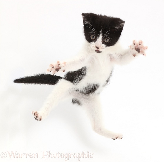 Black-and-white kitten, Loona, 10 weeks old, leaping like a ninja, white background