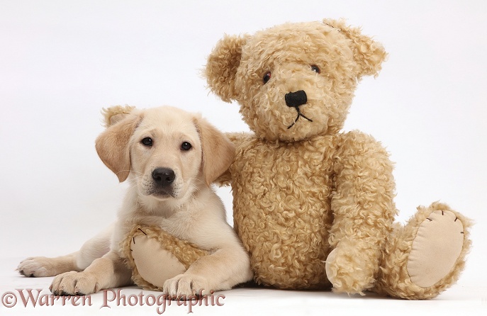 Yellow Labrador Retriever puppy, 9 weeks old, and teddy bear, white background