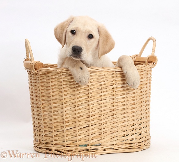 Yellow Labrador Retriever puppy, 9 weeks old, in wicker basket, white background