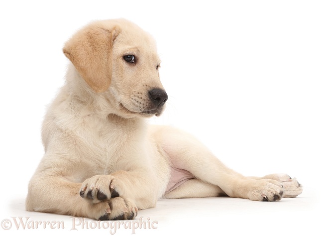 Yellow Labrador Retriever puppy, 9 weeks old, lying head up with a snooty look and crossed paws, white background