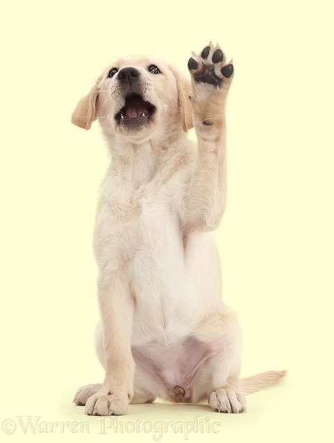 Yellow Labrador retriever puppy, 9 weeks old, with raised paw as if asking a question in class, white background