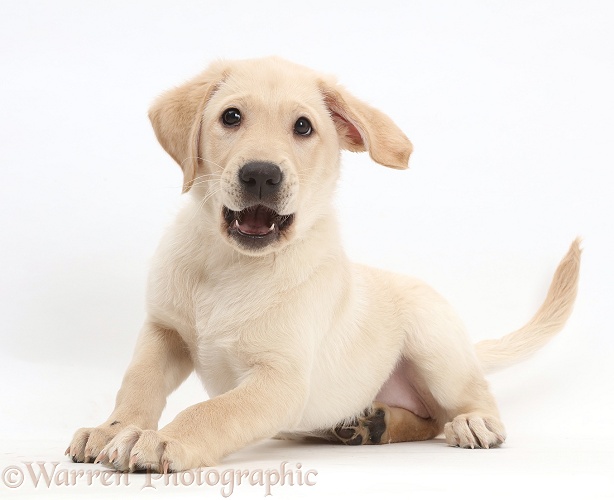 Yellow Labrador Retriever puppy, 9 weeks old, lying with head up, white background