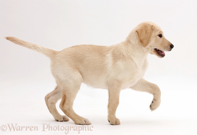 Yellow Labrador Retriever puppy, 9 weeks old, walking, white background