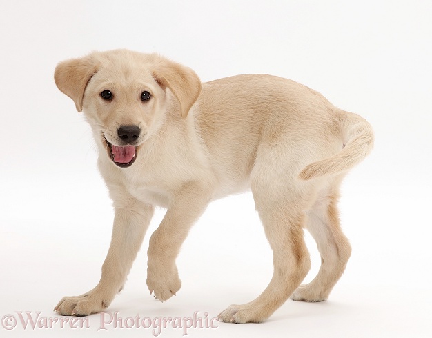Playful Yellow Labrador Retriever puppy, 9 weeks old, white background