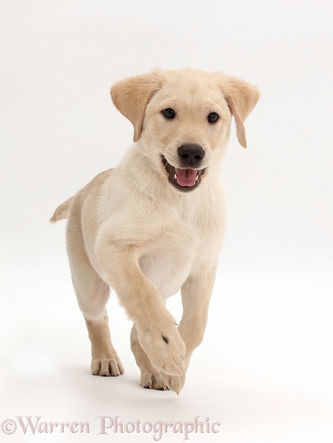 Yellow Labrador Retriever puppy, 9 weeks old, running, white background
