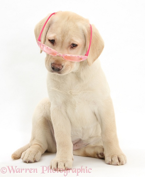Yellow Labrador Retriever pup, 10 weeks old, wearing a child's pair of rose tinted sunglasses, and looking condescending, white background