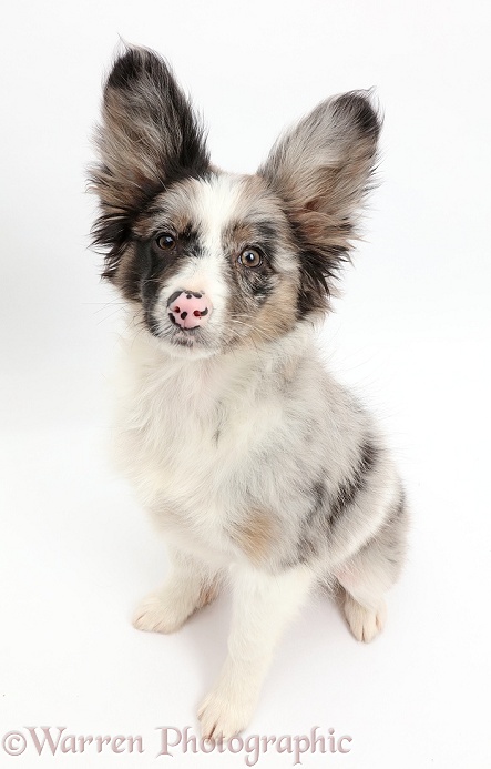 Papillon x Collie puppy, Jazz, 3 months old, sitting, white background