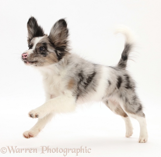 Papillon x Collie puppy, Jazz, 3 months old, running, white background