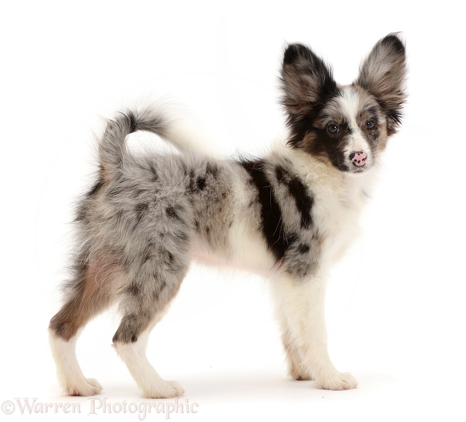 Papillon x Collie puppy, Jazz, 3 months old, standing, white background