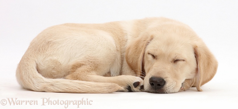 Yellow Labrador retriever puppy, 9 weeks old, sleeping, white background
