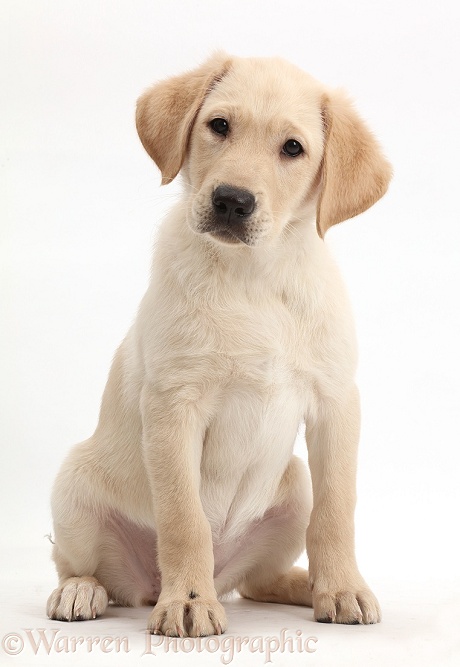 Yellow Labrador Retriever puppy, 9 weeks old, white background
