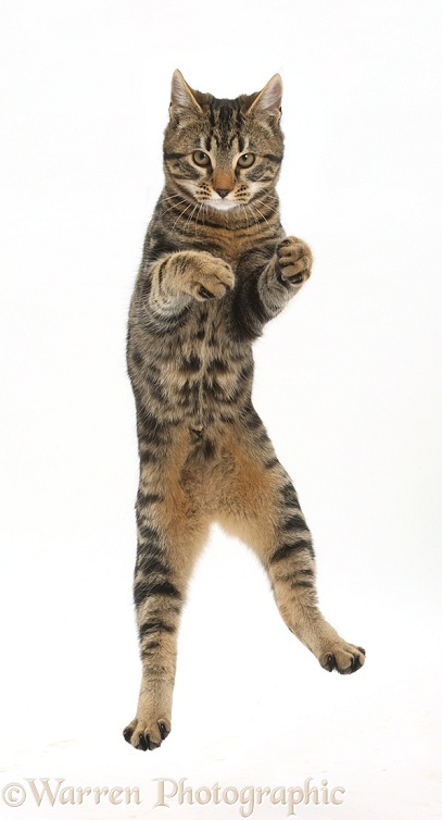 Tabby cat, Smudge, 4 months old, leaping into the air, white background