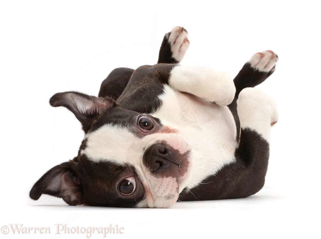 Boston Terrier, 5 months old, lying on his back, white background