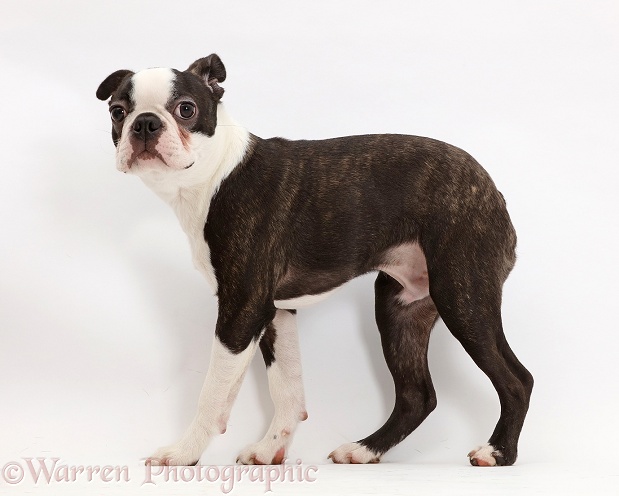 Nervous looking Boston Terrier, white background