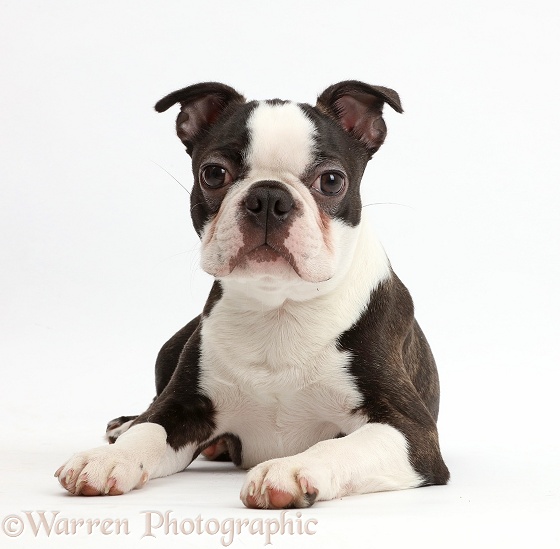 Black-and-white Boston Terrier, 5 months old, white background