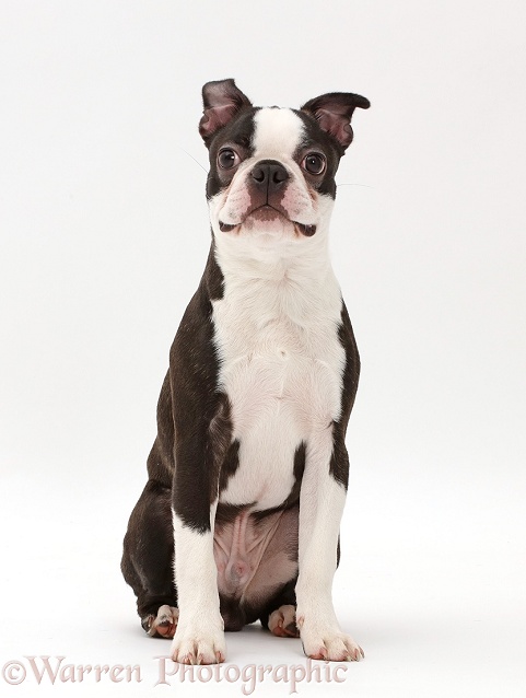 Black-and-white Boston Terrier, 5 months old, white background