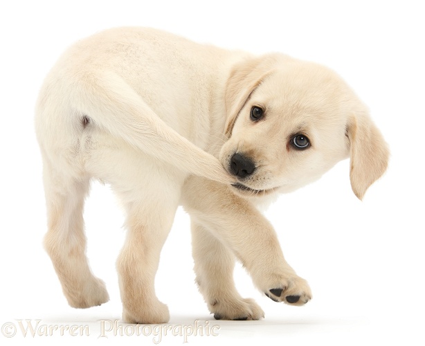 Yellow Labrador Retriever puppy, 8 weeks old, catching her own tail, white background