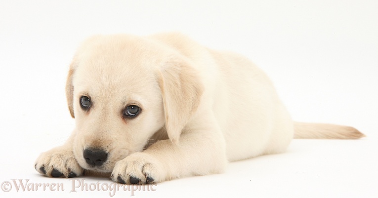 Yellow Labrador Retriever puppy, 8 weeks old, white background