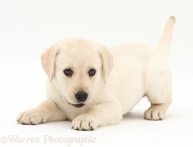 Yellow Labrador Retriever puppy, 8 weeks old, in play-bow stance, white background