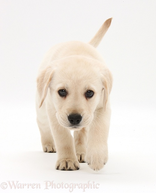 Yellow Labrador Retriever puppy, 8 weeks old, walking, white background