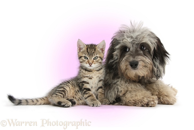 Tabby kitten, Stanley, 8 weeks old, with fluffy black-and-grey Daxie-doodle pup, Pebbles, white background