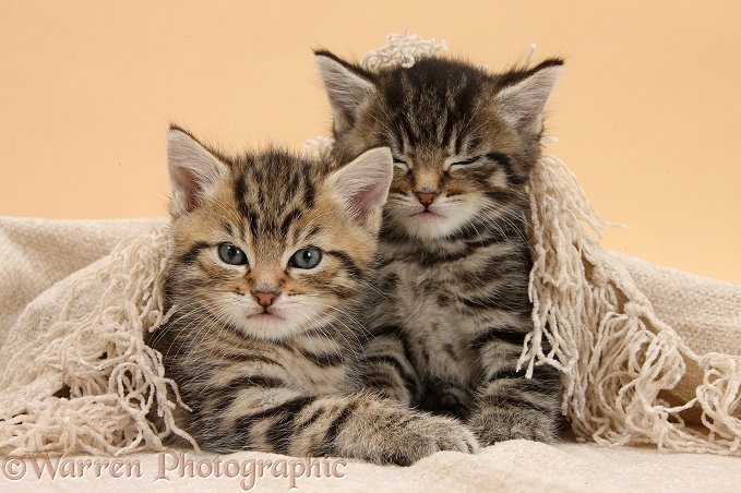 Cute sleepy tabby kittens, Stanley and Fosset, 5 weeks old, under a beige shawl