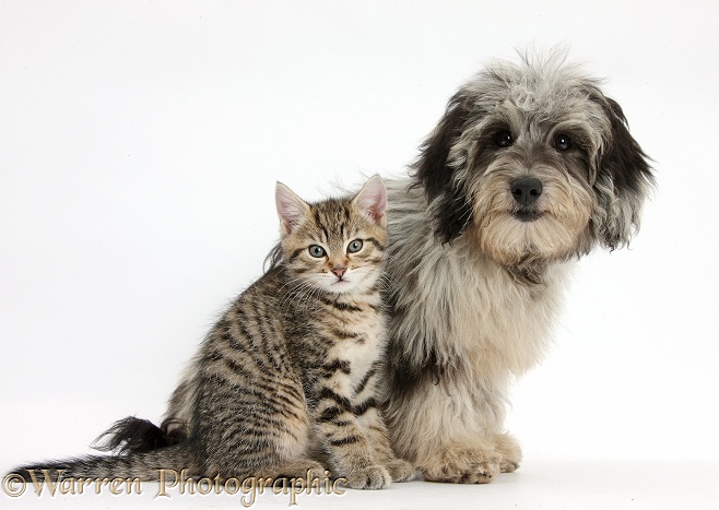 Tabby kitten, Stanley, 8 weeks old, with fluffy black-and-grey Daxie-doodle pup, Pebbles, white background