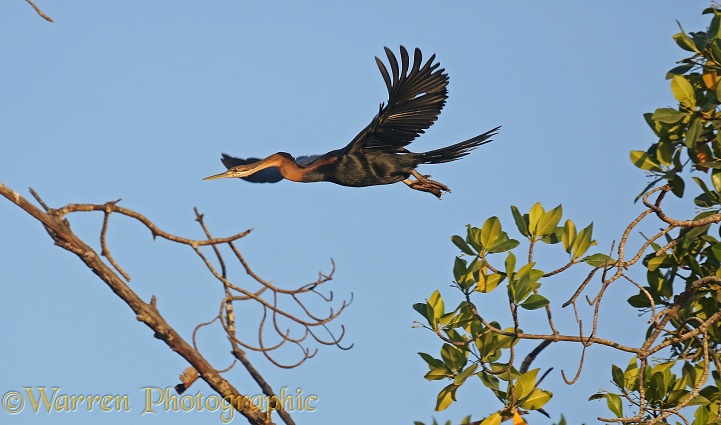 African Darter (Anhinga rufa) Taking off from Red Mangrove (Rhizophora mangle)