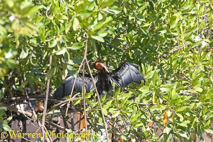 African Darter (Anhinga rufa) drying its wings on Red Mangrove (Rhizophora mangle)