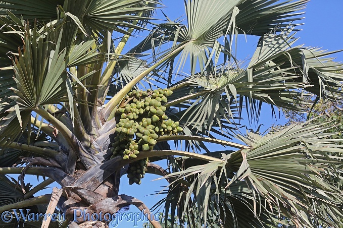 Rhun Palm (Borassus aethiopum) in fruit
