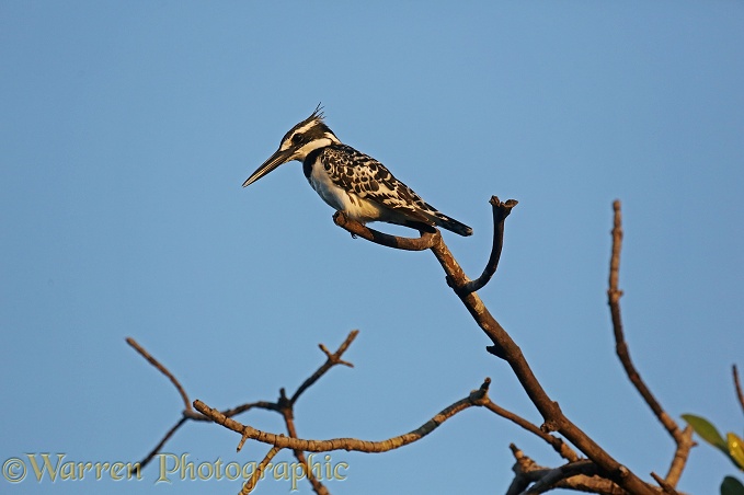 Pied Kingfisher (Ceryle rudis)