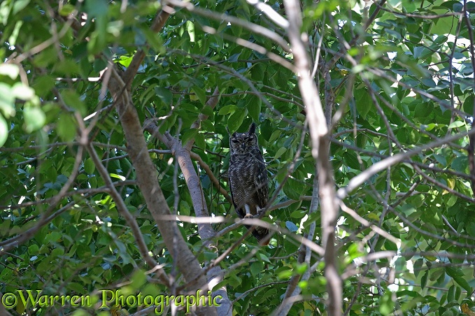Verreaux's Eagle Owl (Bubo lacteus)